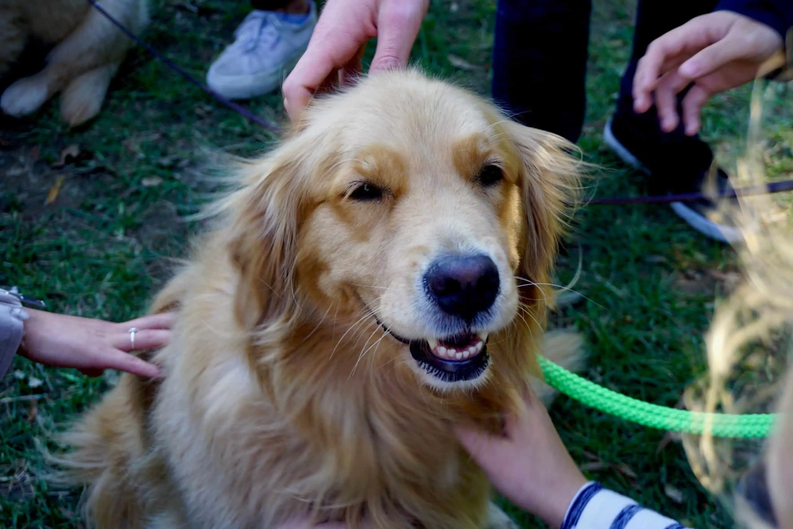 what does it mean when a dog growls at someone