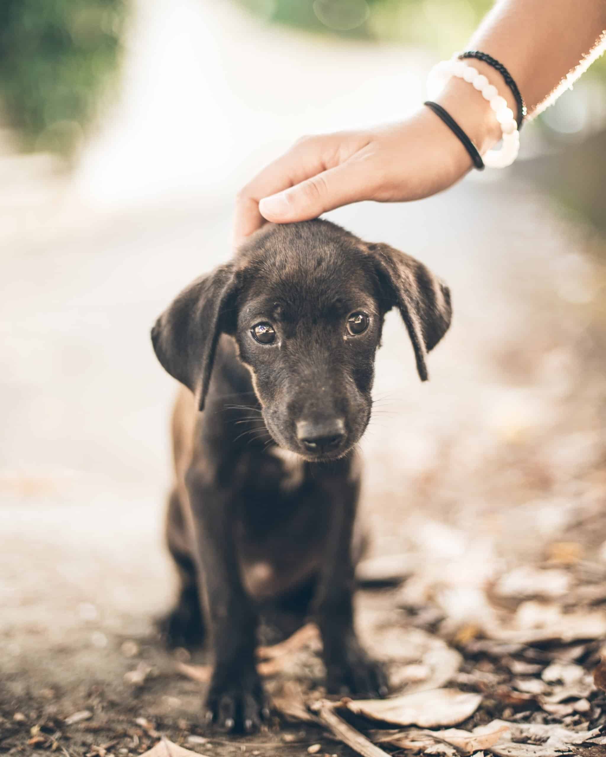 dog growl at baby