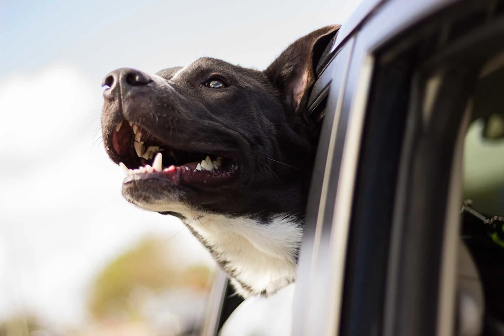 Dog hanging his head outside the window, panting.