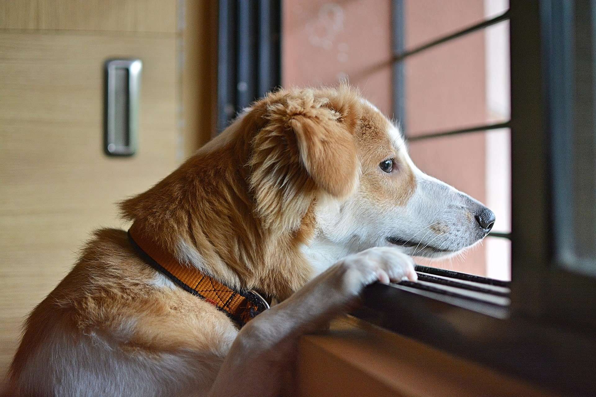 Sad dog looking outside the window.
