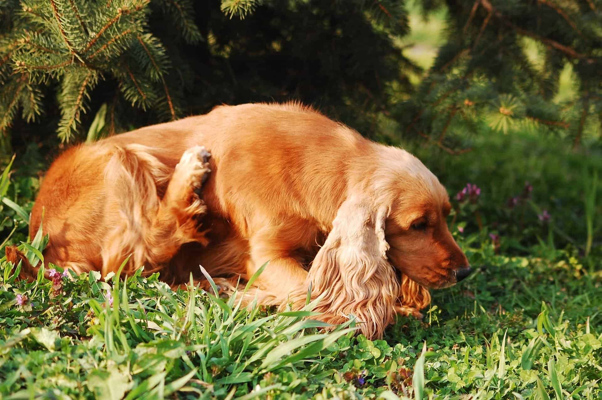 Dog scratching itself on the grass.