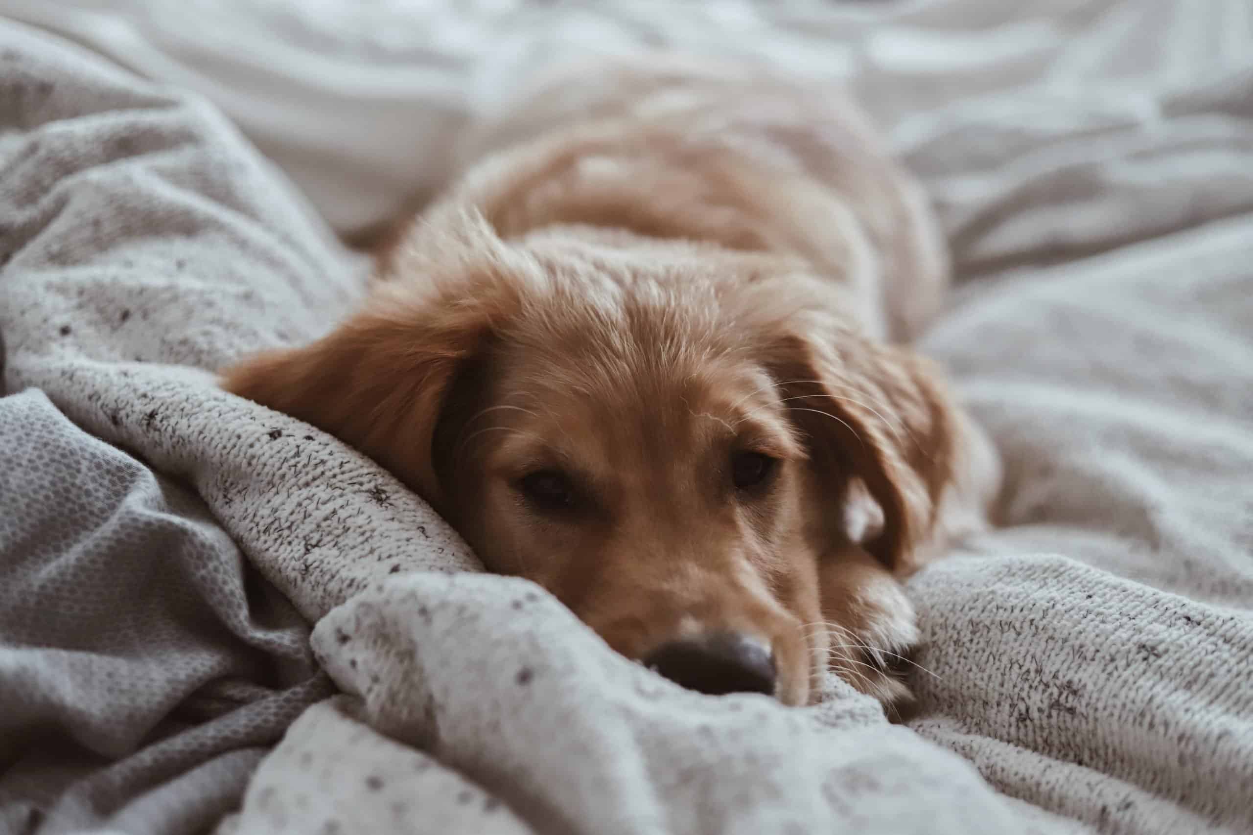 Dog sleeping in bed.