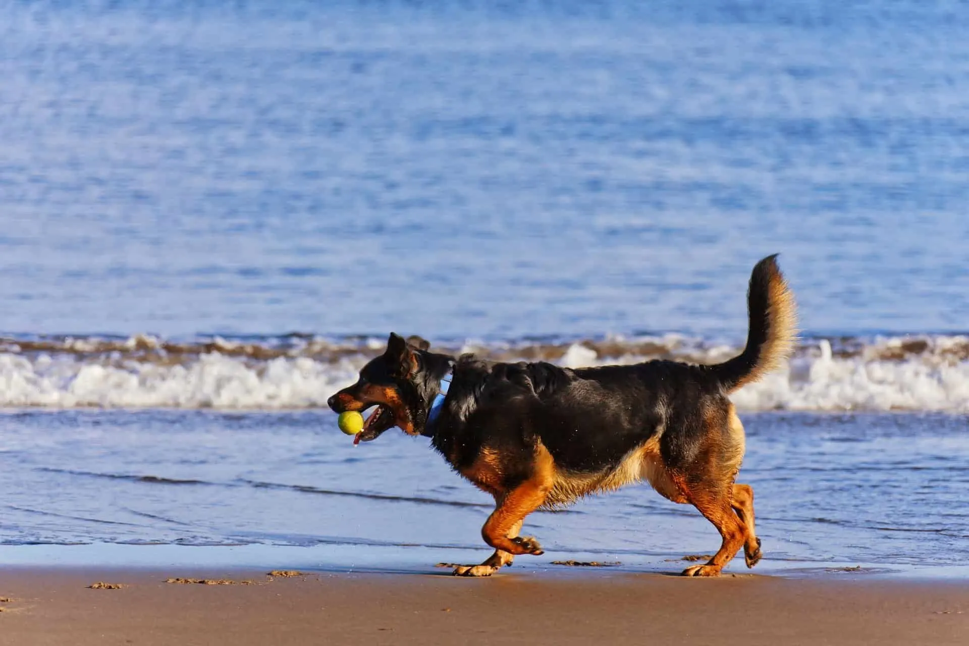 Dog with a raised and stiff tail walking on the beach.