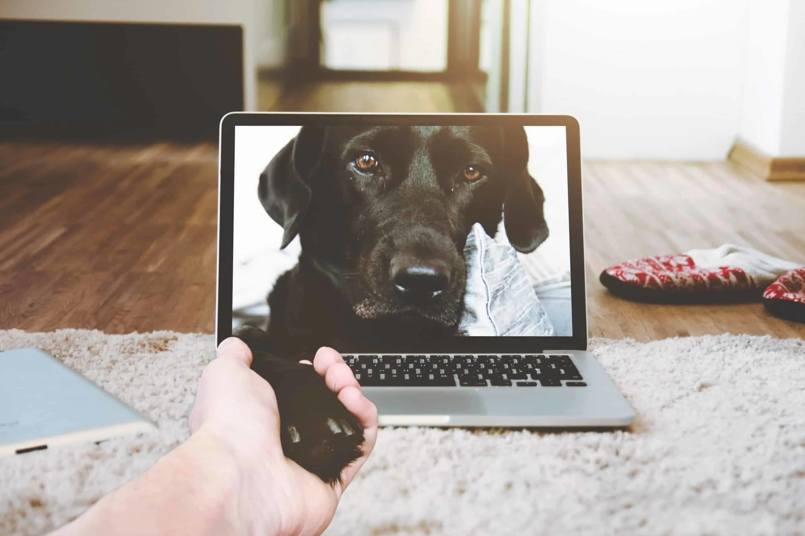 Labrador giving paw through a laptop.