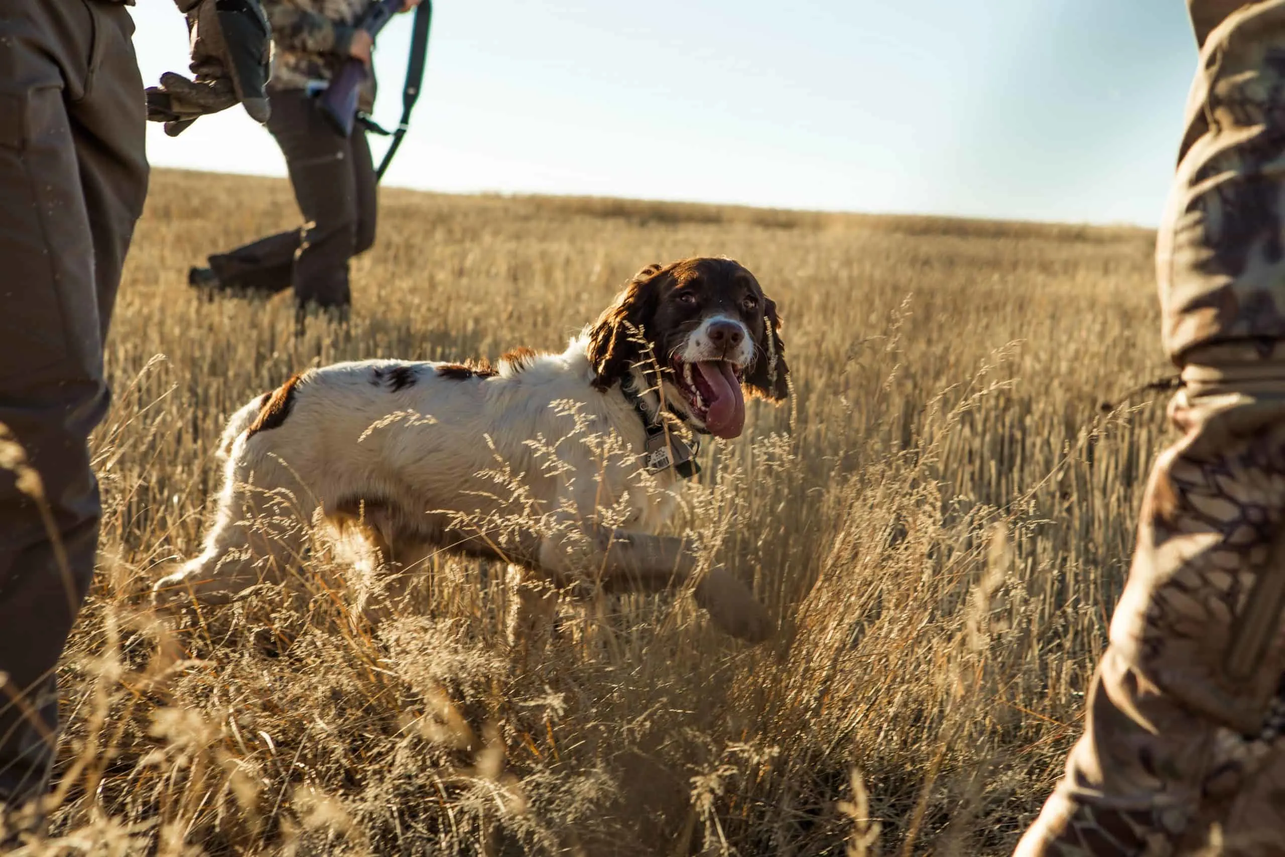 Dog with hunters in the field.