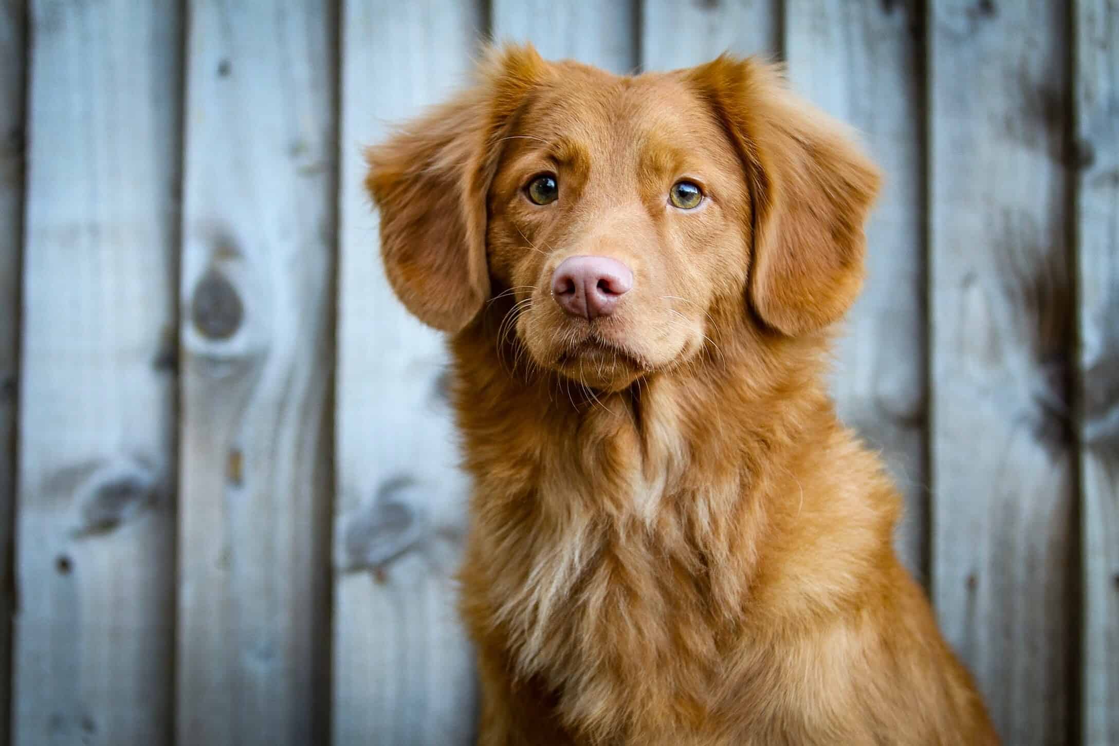 what breed of dogs have pink noses