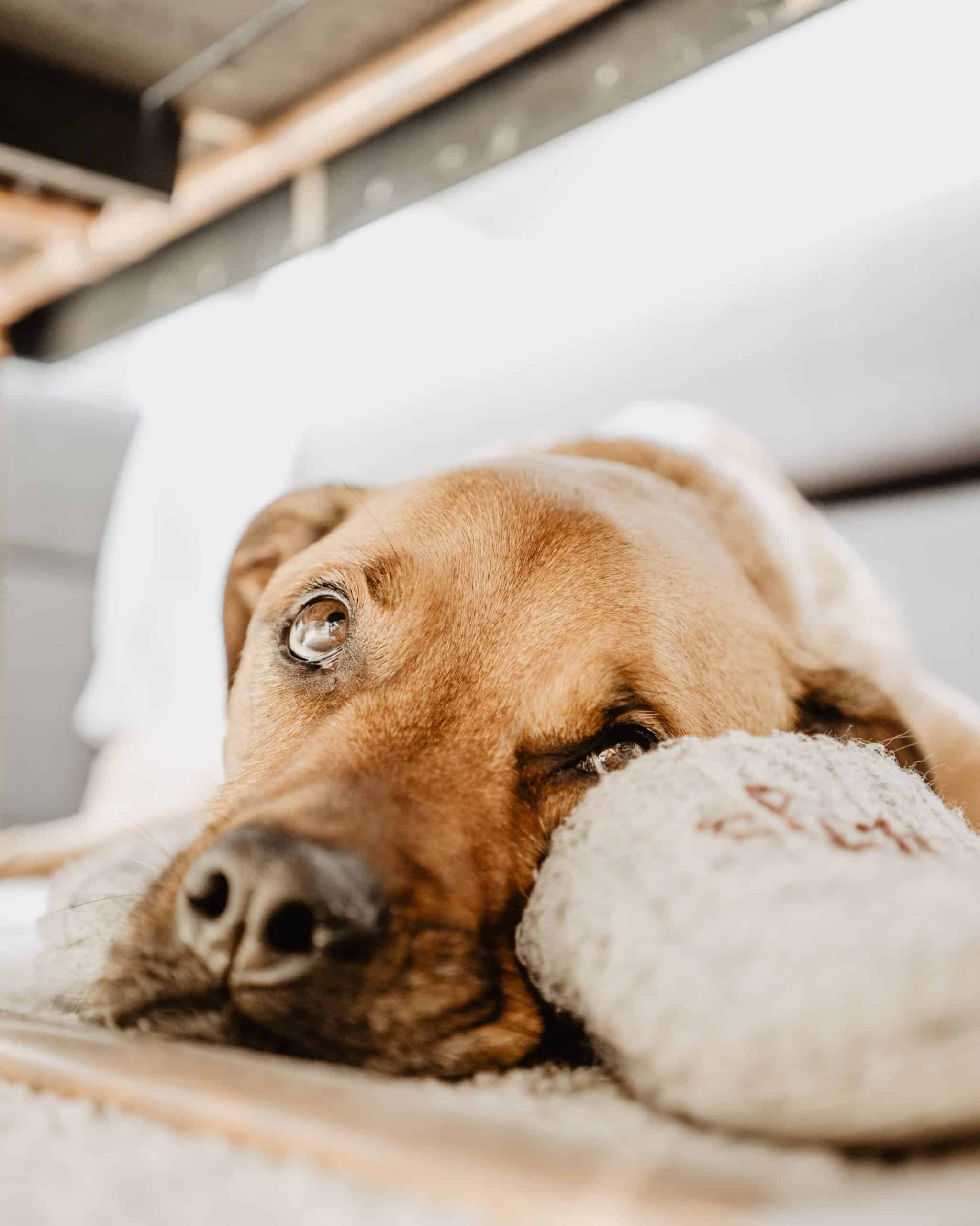 dog losing hair around eyes and legs