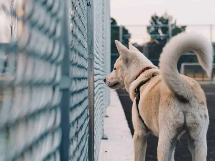 Husky looking through fence with tail raised.