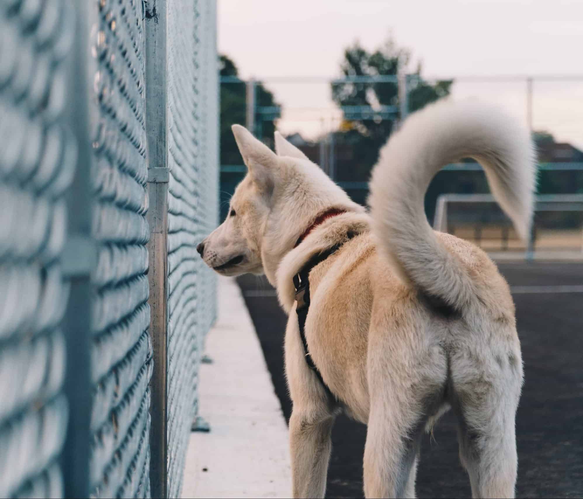 what does it mean when a puppys tail is up