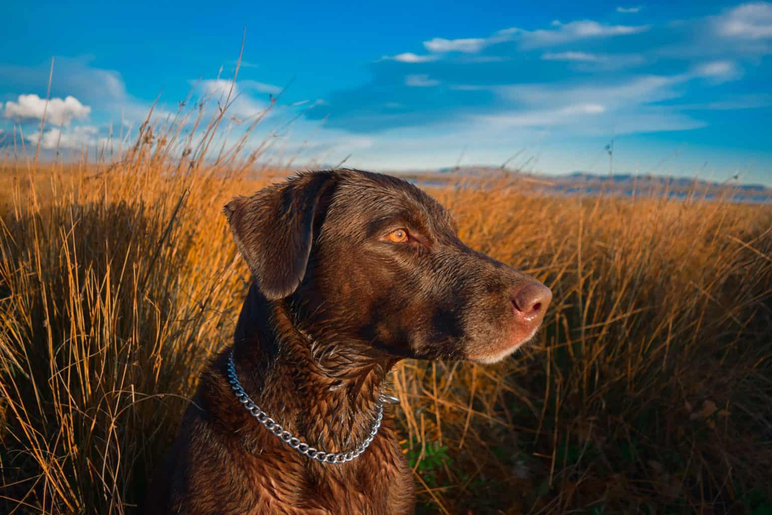 200+ Badass Hunting Dog Names for 2022 & Meanings PawLeaks