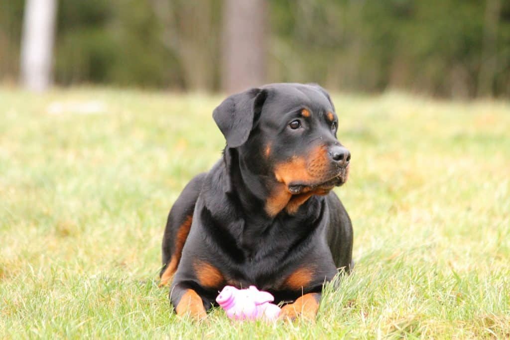 Rottweiler lying on the grass with a toy between the paws.