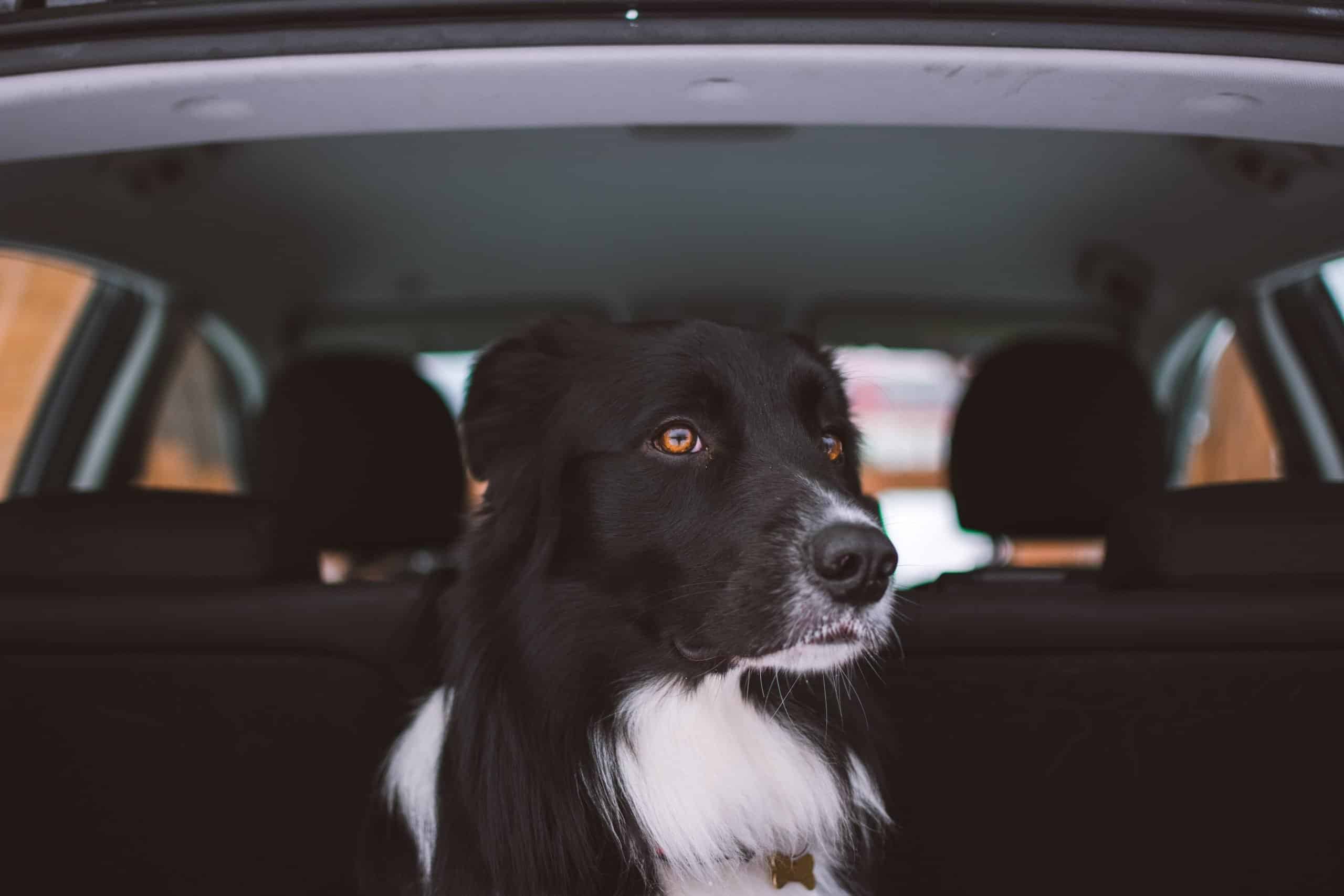 Dog in the back of a car.