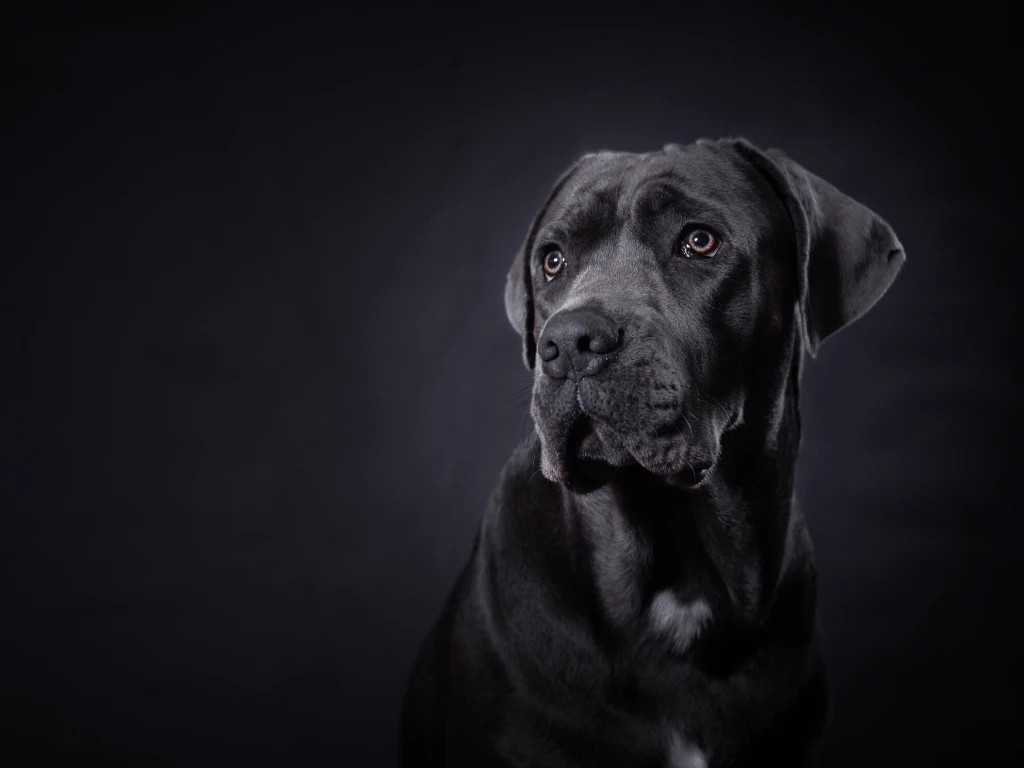 Black Cane Corso on black background