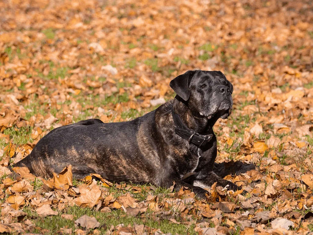 Brindle Cane Corso laying on a leaf-covered ground