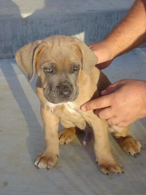 Formentino Cane Corso puppy with gray mask that does not extend beyond the eyes