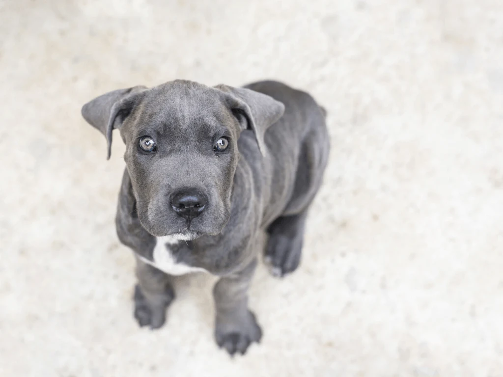 Gray cane store corso blue eyes