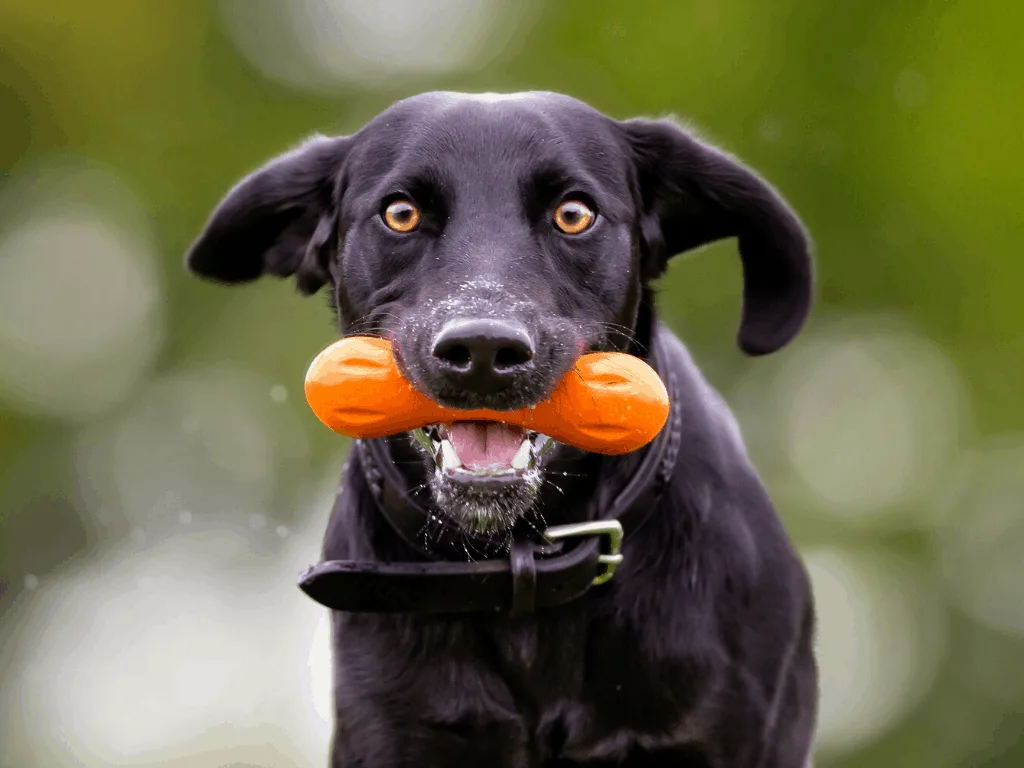 Clemas Almost Indestructible Dog Toys for Aggressive Chewers Large