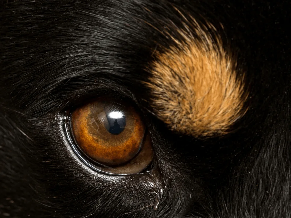 Close-up of brown dog eyebrow markings from a black dog.