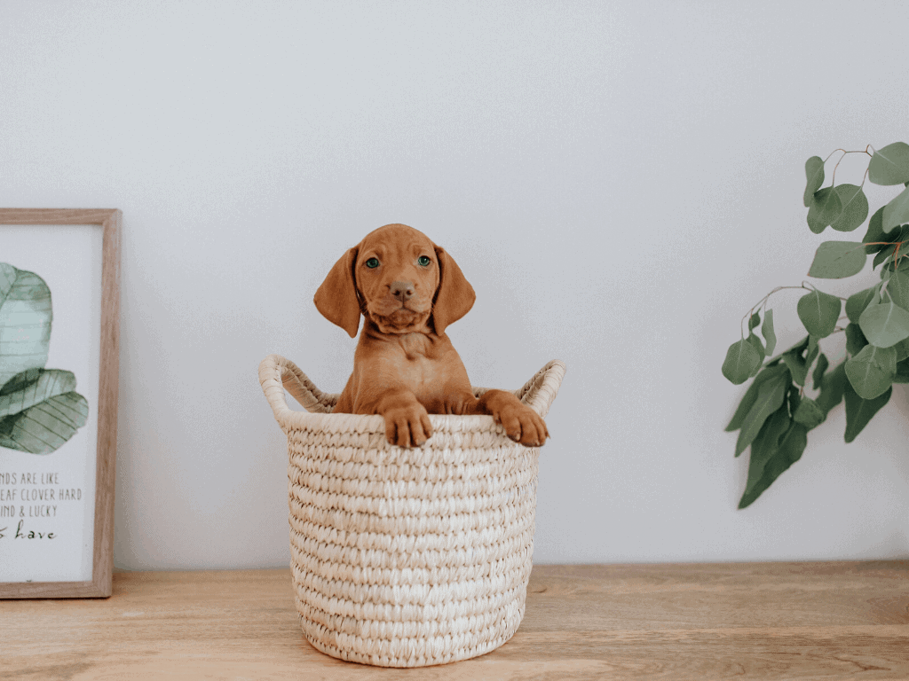 Large breed puppy looking out of basket.