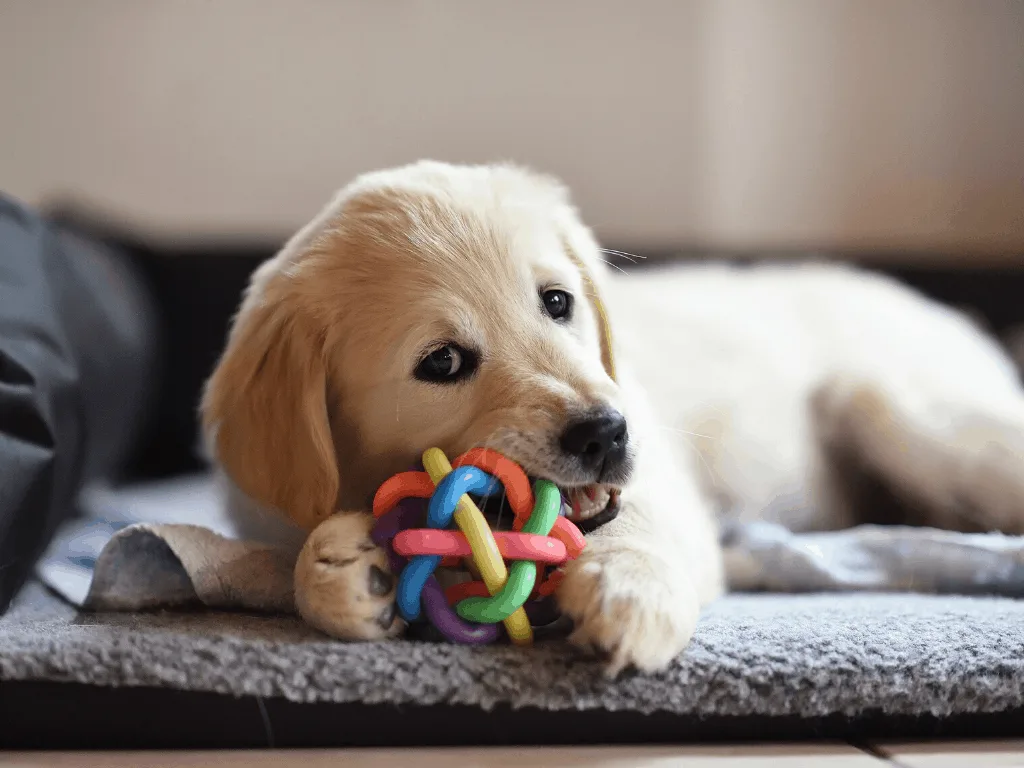 Golden Retriever puppy heavily chewing on a dog ball.
