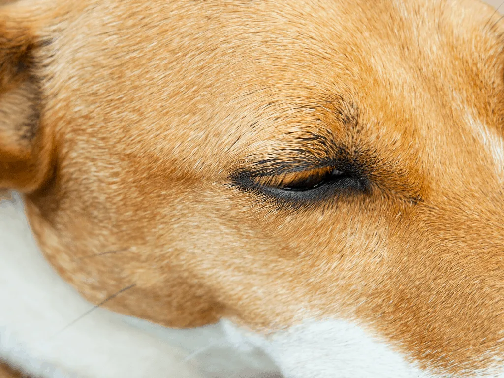 Do Dogs Have Eyelashes Or Eyebrows Pawleaks