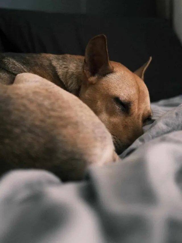 Why Dogs Twitch in Their Sleep