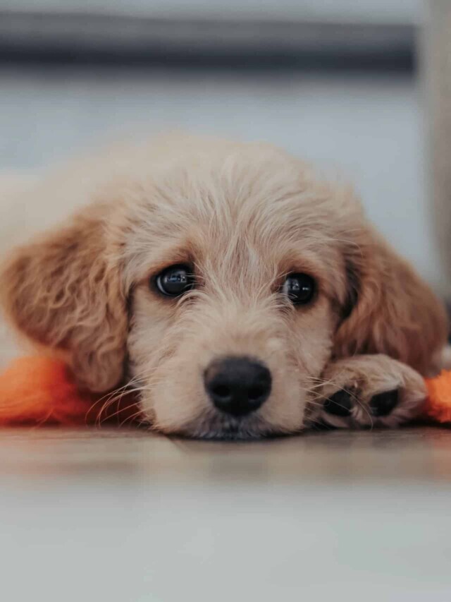 When Do Puppies Get Easier?