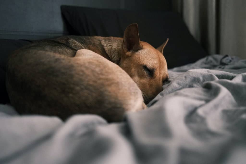 3 Reasons Your Dog Is Twitching in His Sleep PawLeaks