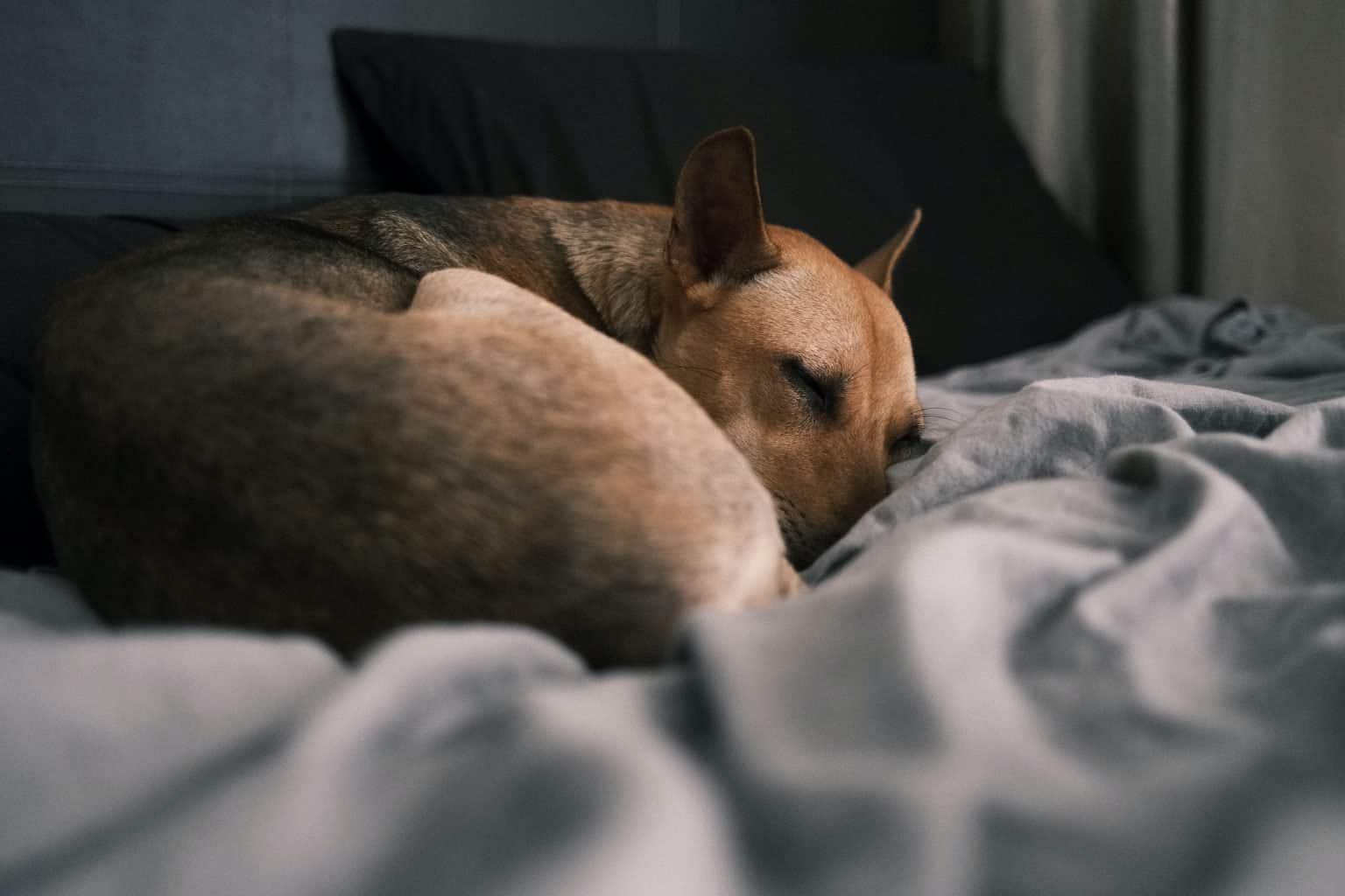 3-reasons-your-dog-is-twitching-in-his-sleep-pawleaks