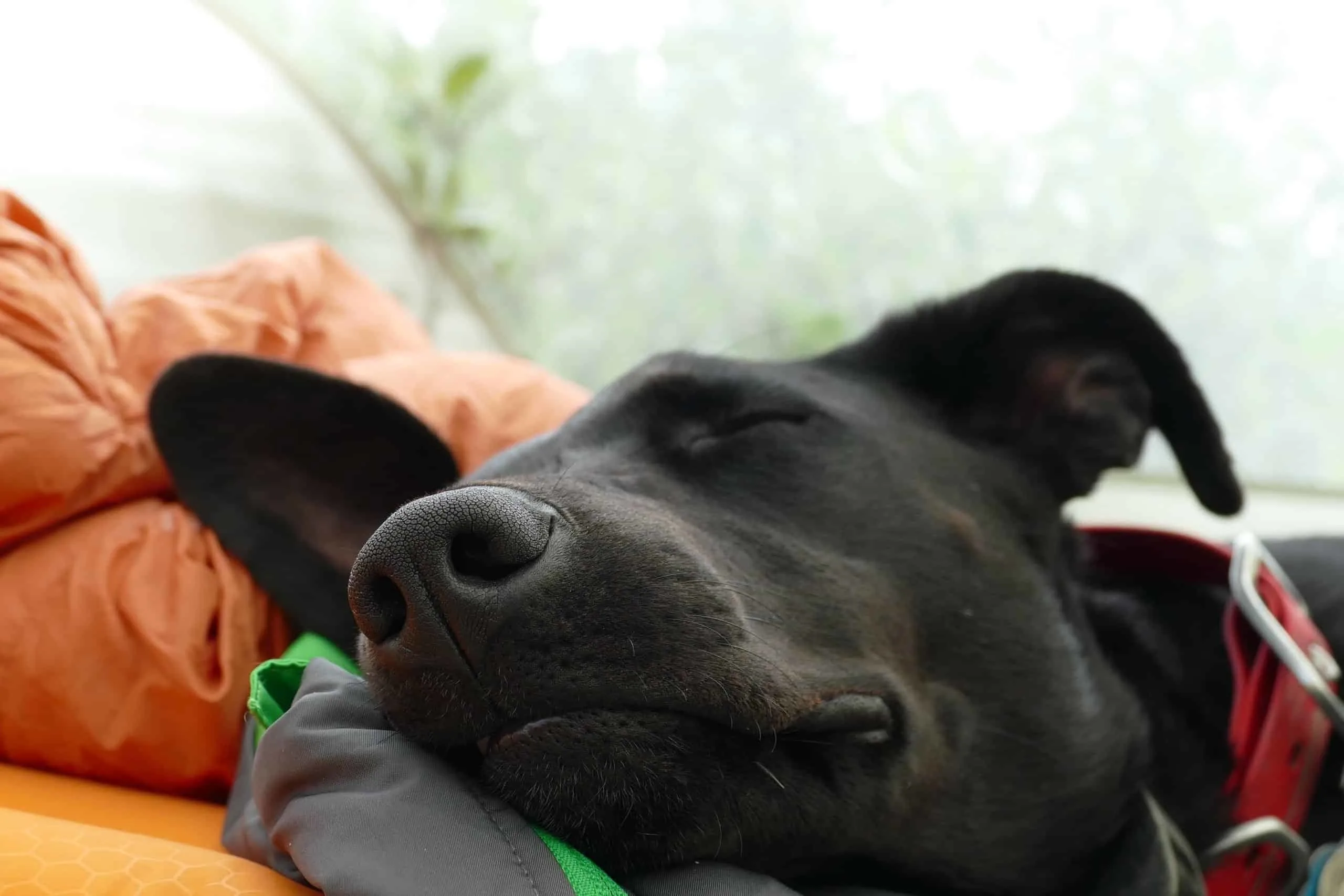 Black dog sleeping in a tent.