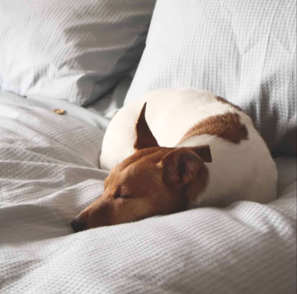 3 Reasons Your Dog Is Twitching in His Sleep | PawLeaks