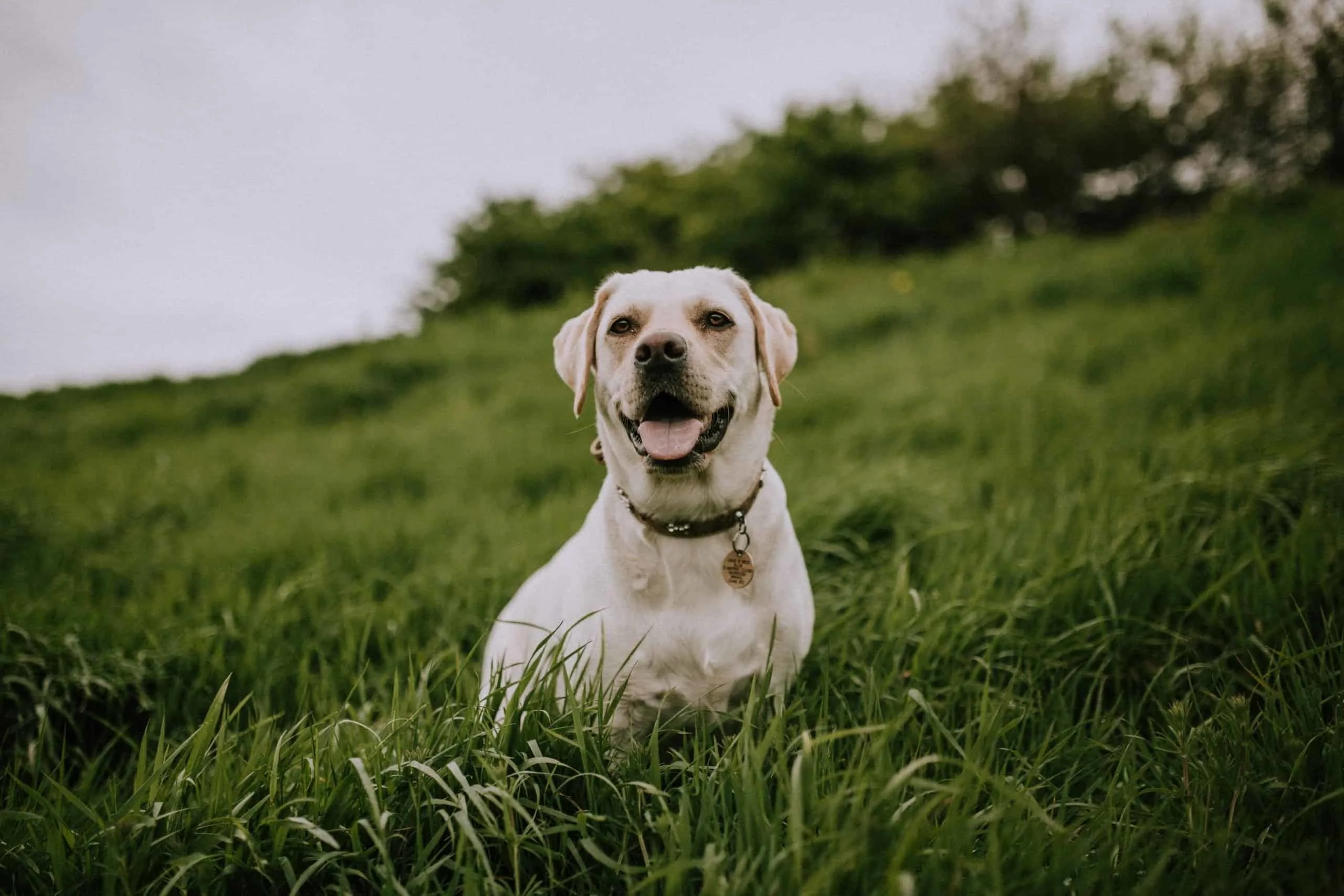 Dog laying in green grass.