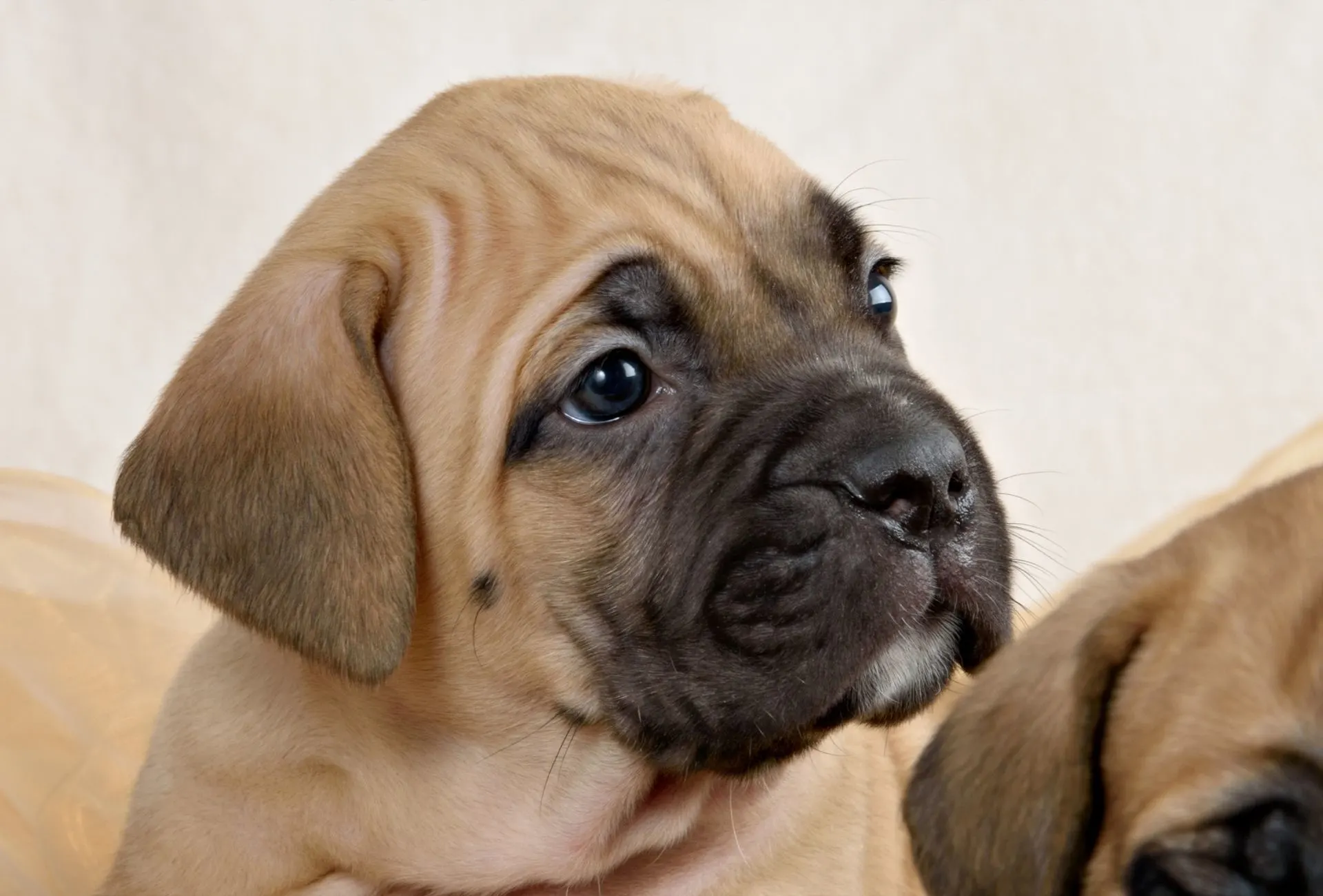 Cane corso tan store puppy