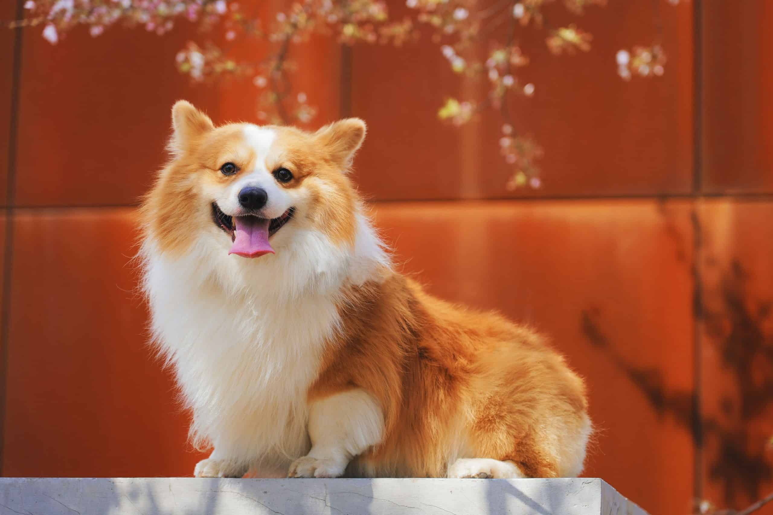 Corgi stands elevated in front of orange background.