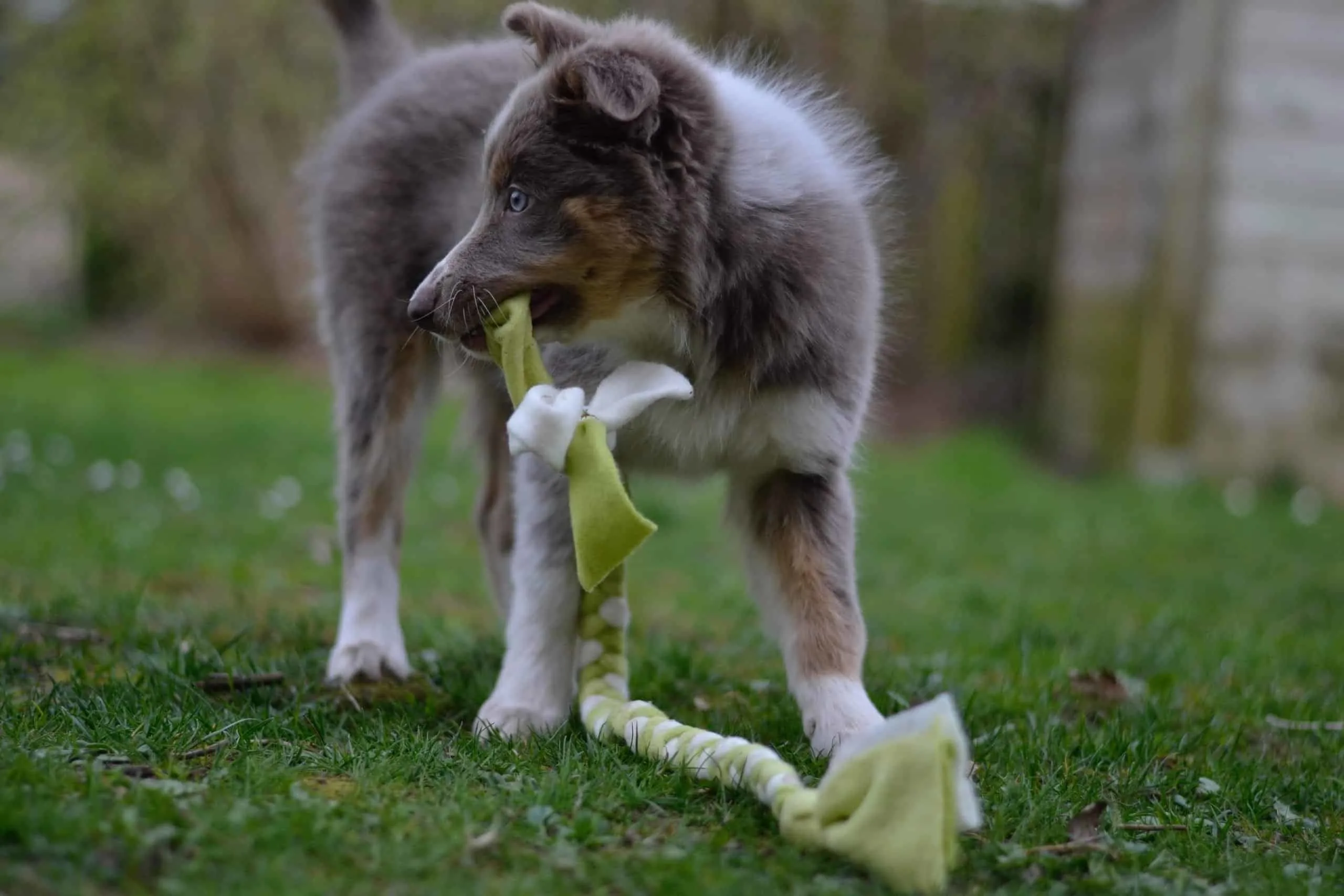 Puppy playing in yard with tug toy.