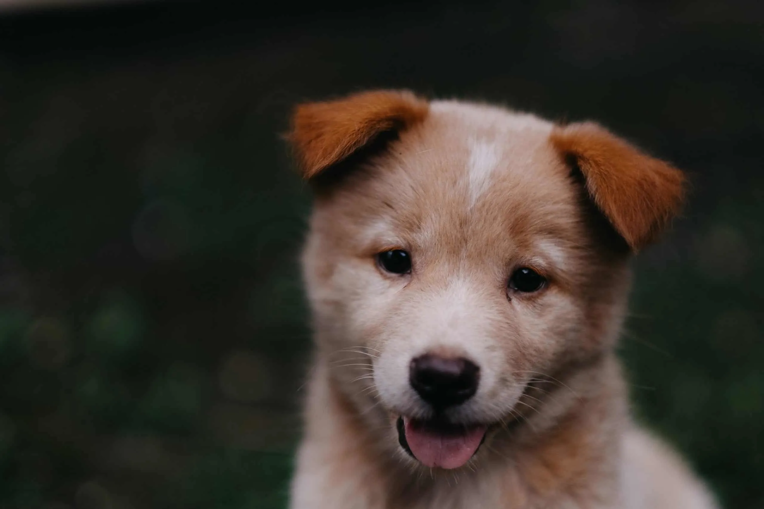 Brown puppy panting.