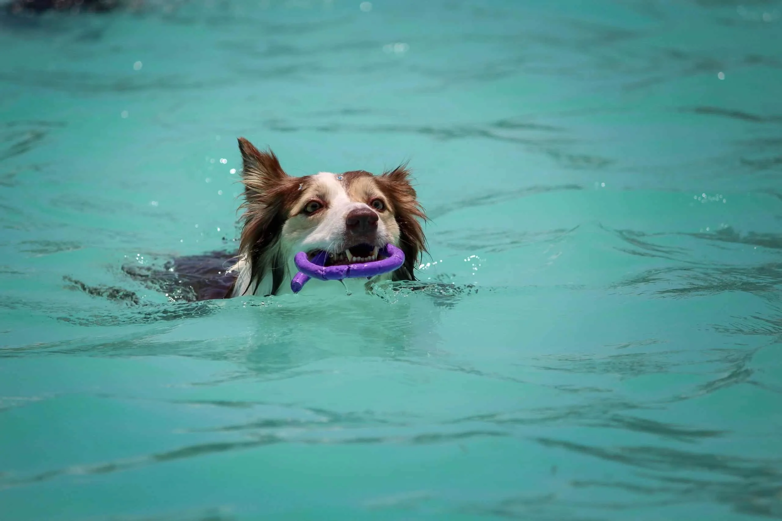 Dog swimming in the pool.