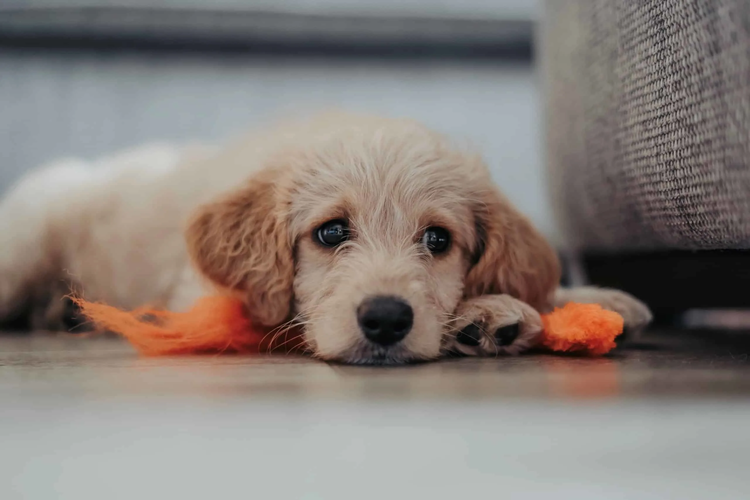 Young, white Labradoodle puppy.