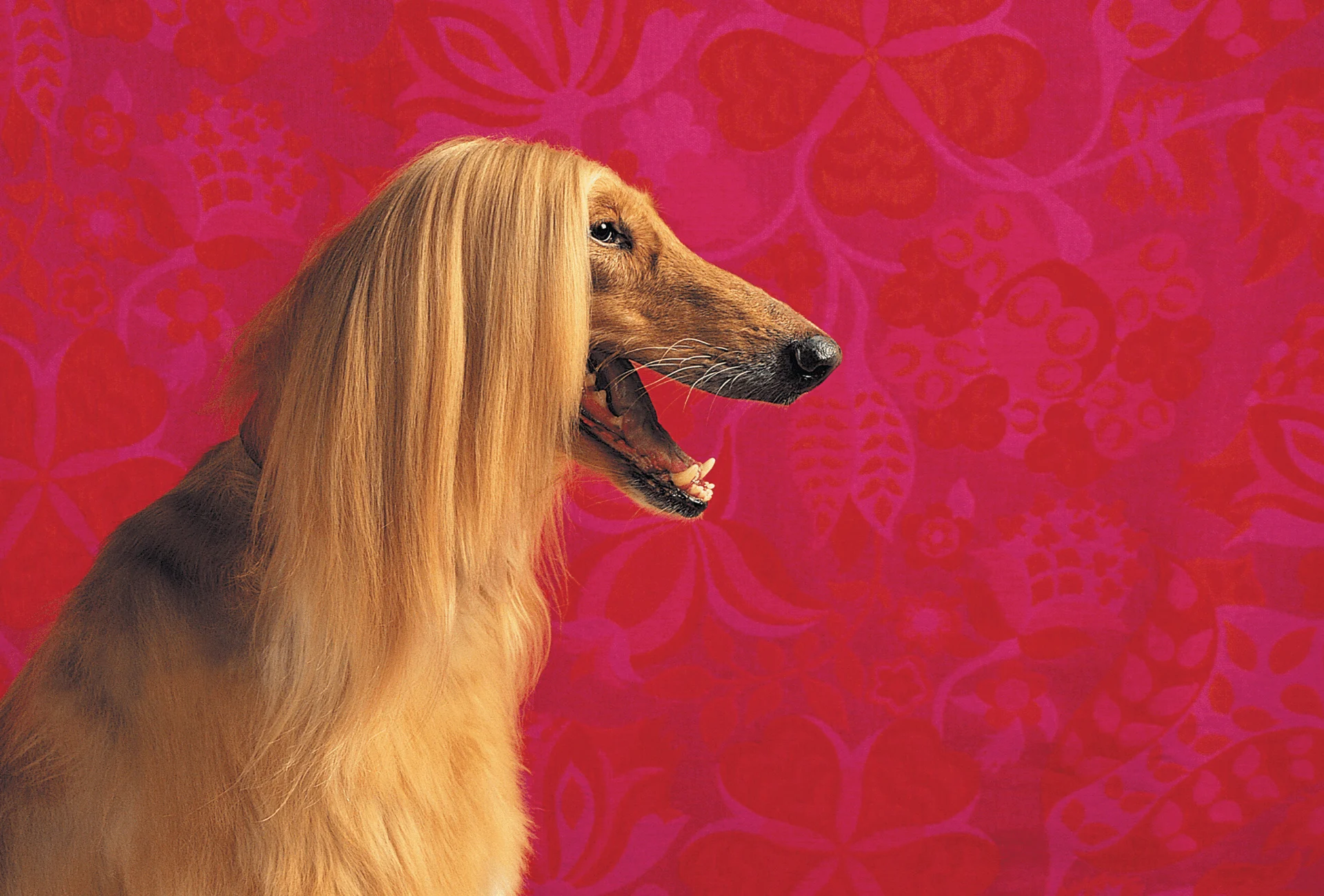 Afghan Hound with silky hair.