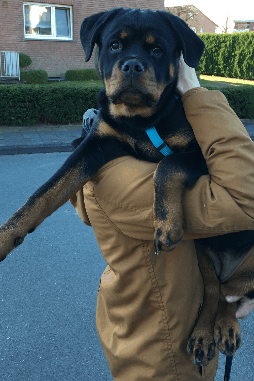 Rottweiler being carried over the shoulder withs support below the back paws.