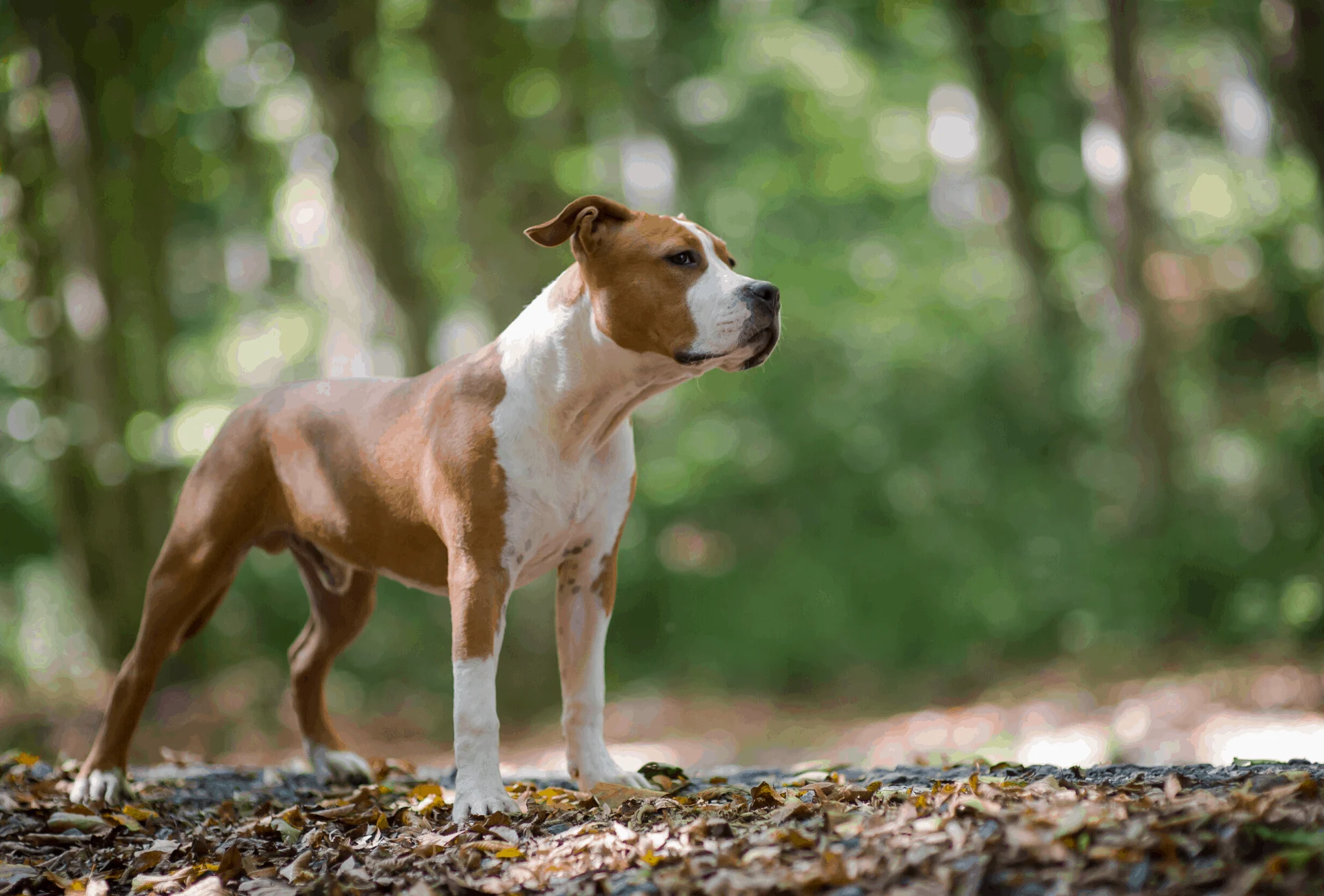 American Staffordshire Terrier in the forest.