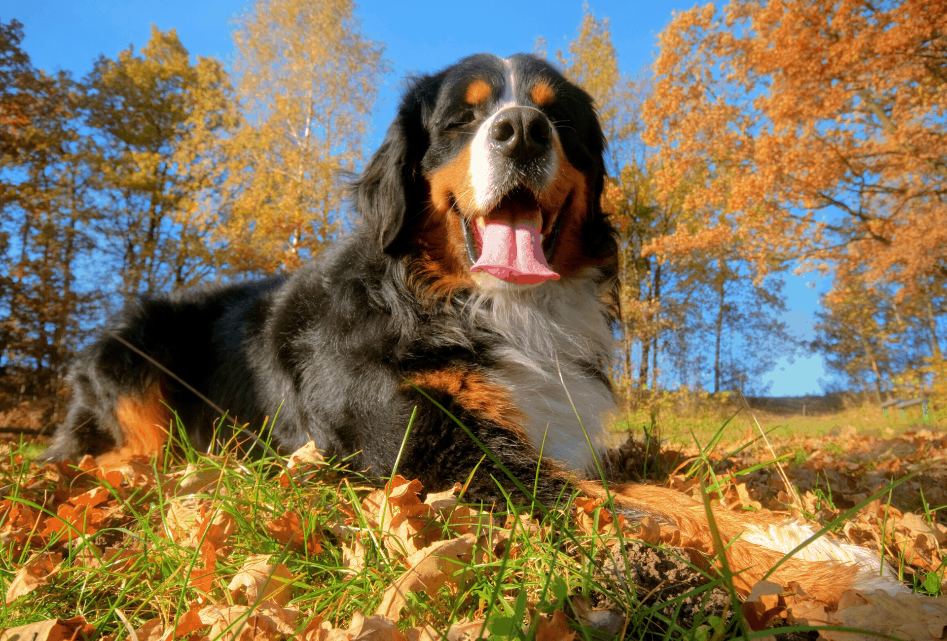Bernese Mountain Dog on leaf-covered grass.