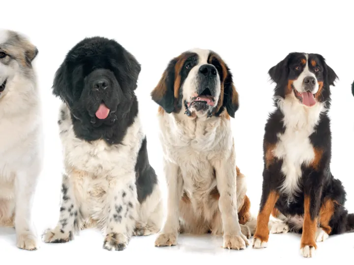 Five large dog breeds that are suitable for living in an apartment