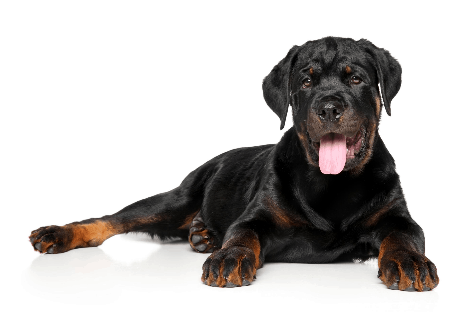 Black Rottweiler with very little markings around the muzzle and underside of the paws laying down.