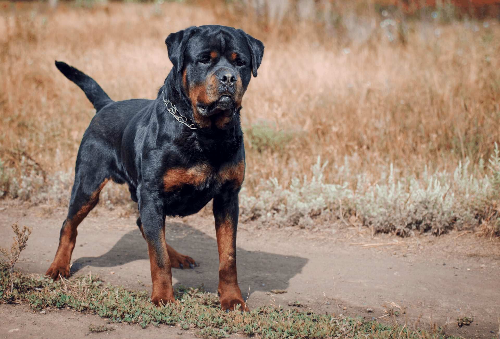 Male Rottweiler in mahogany and black color.