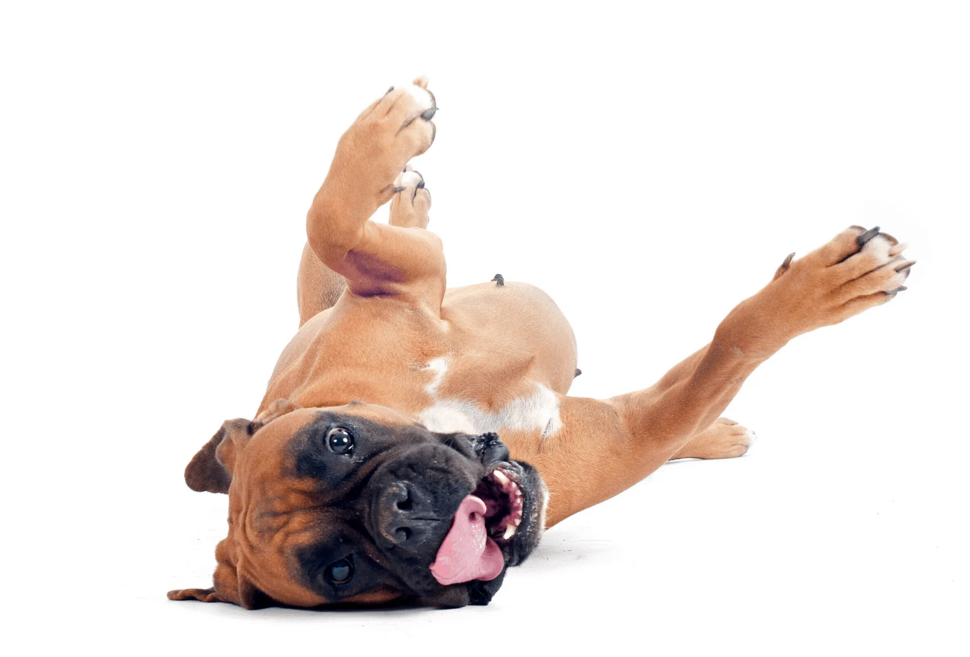 Boxer dog playfully lying on her back.