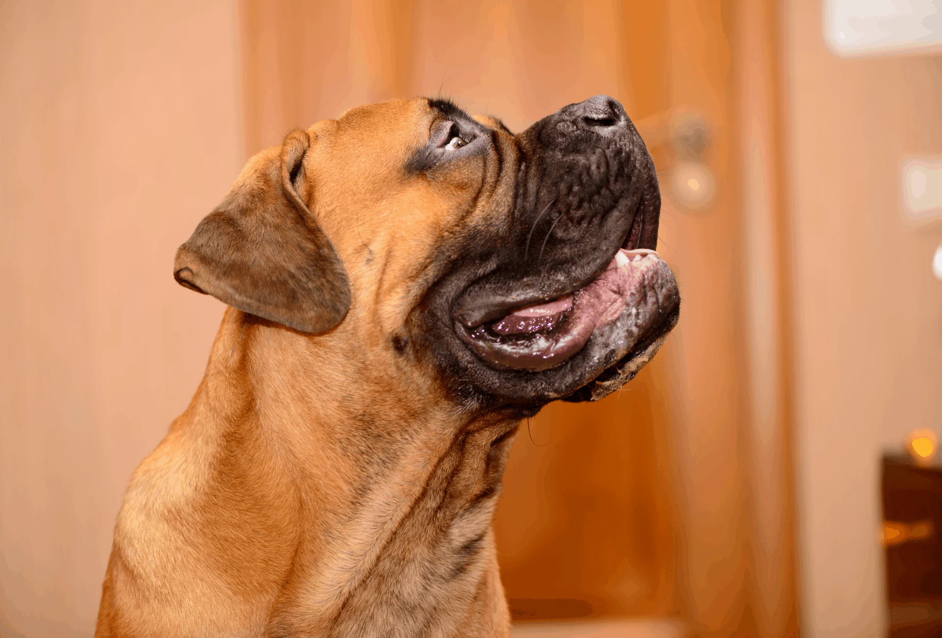 Bullmastiff looking up.