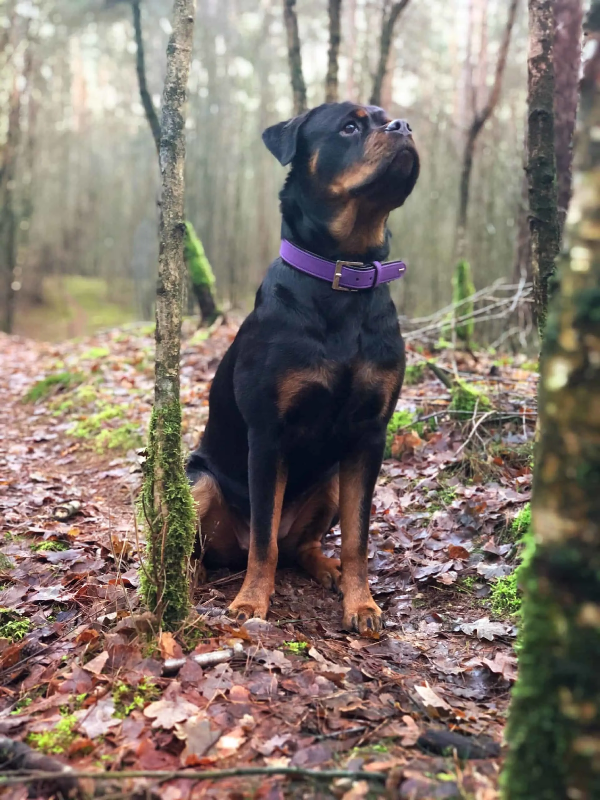 Black and tan Rottweiler in the woods.