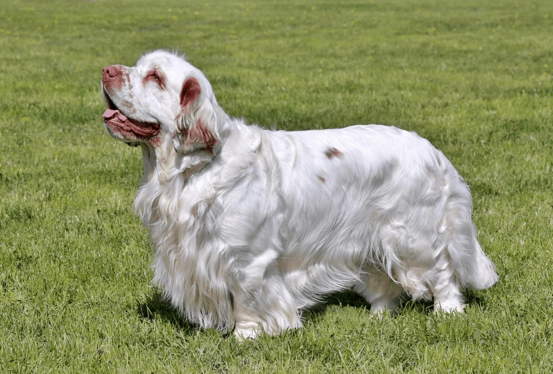 Clumber Spaniel with a very shiny silver coat.