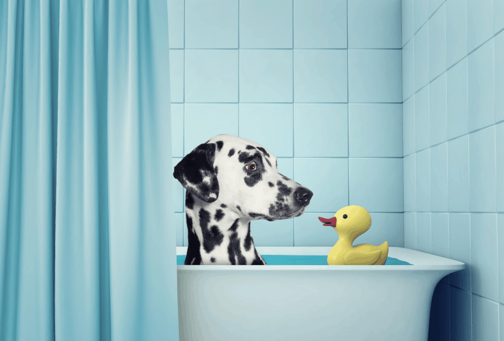Dalmatian takes a bath to relief itchy skin.